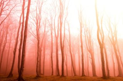 Dry Trees at Sunset – Free Stock Photo for Free Download