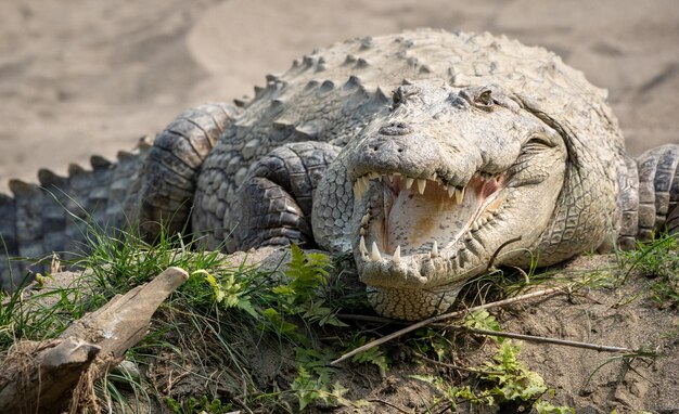 Close-Up of Animal on Land – Free Stock Photo for Download