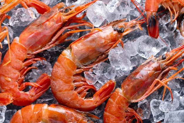 Raw Shrimps on Ice Cubes – Free Stock Photo, Download for Free