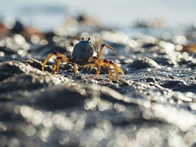 Light-blue Soldier Crab Closeup on the Beach – Free Download