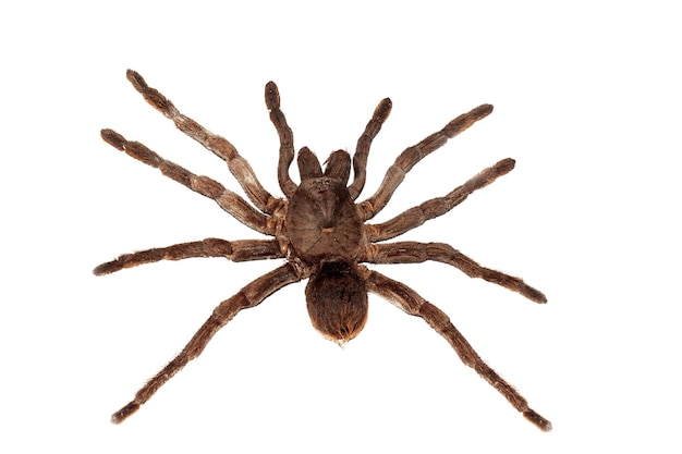 Close-Up of Big Brown Spider Pamphobetus Antinous – Free Stock Photo for Download