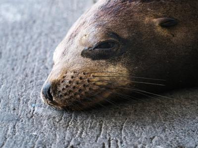 The GalÃ¡pagos Sea Lion on Isla de la Plata, Ecuador – Free Download