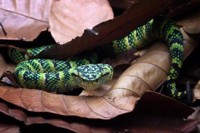 Tropidolaemus Wagleri Snake Camouflaged in Dry Leaves – Free Download