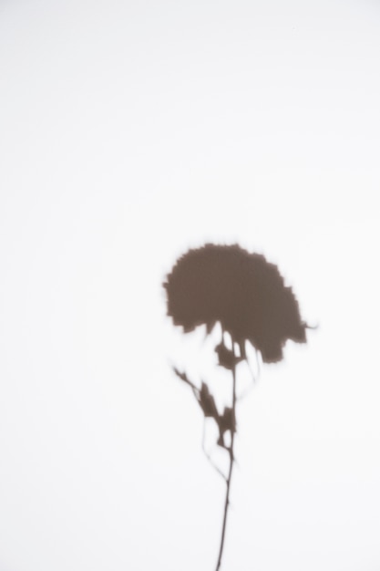 Single Flower Silhouette on White Background – Free to Download