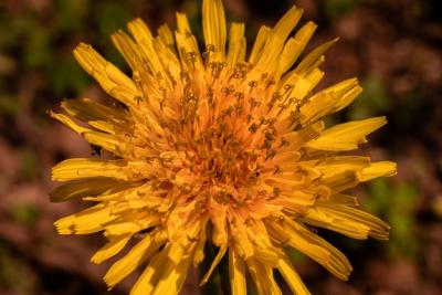 Exotic Yellow Flower in the Garden – Free Download