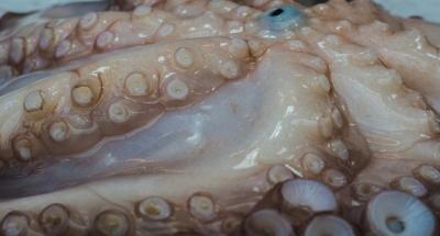 Octopus Tentacles – Free Stock Photos for Download