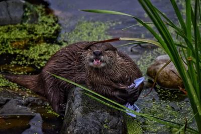 High Angle View of Otter Portrait at Lakeshore – Free Download