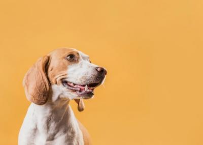 Lovely Dog Portrait – Free Stock Photo for Download