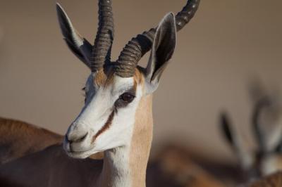 Close-up of Deer: Free Stock Photo for Download