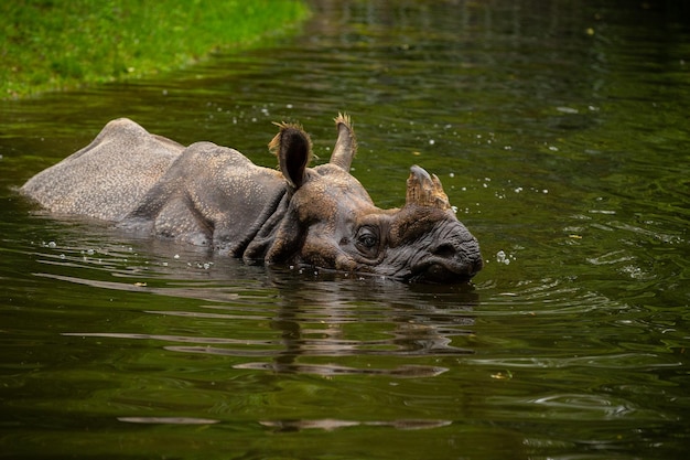 One-Horned Indian Rhinoceros in its Natural Habitat – Free Download