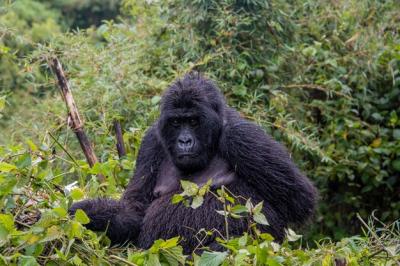 Mountain Gorilla Sitting in Nature – Free Stock Photo, Download Free Stock Photo