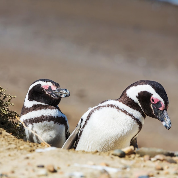 Penguin – Free Stock Photo for Download