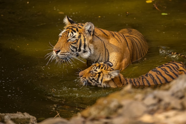 Amazing Tiger in Its Natural Habitat: Stunning Wildlife Scene in Golden Light – Free Stock Photo for Download