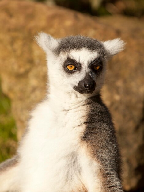 Close-Up Portrait of a Lemur – Free Stock Photo, Download for Free