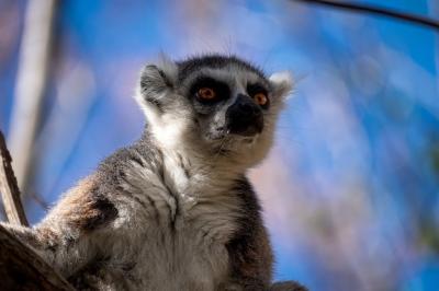 Surprised Ringtailed Lemur on Blurred Background – Free Stock Photo for Download