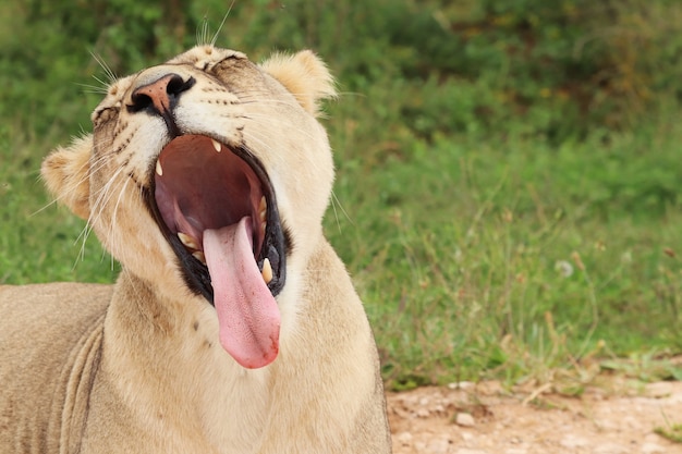 Funny Lioness Yawning With Her Tongue Out – Free Stock Photo, Download for Free