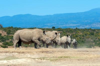 African White Rhino in National Park of Kenya – Free Stock Photo Download