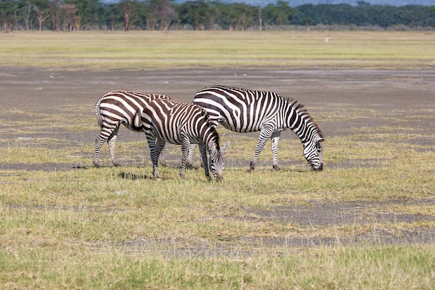 Two Zebras in the Grasslands of Kenya – Free Stock Photo for Download