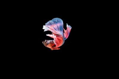 Stunning Siamese Betta Fish – Free Stock Photo for Download