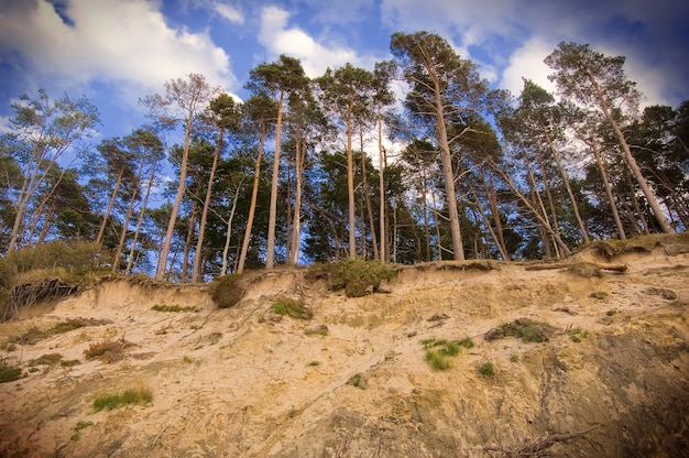 Trees Seen from Down the Hill – Free Download, Free Stock Photo