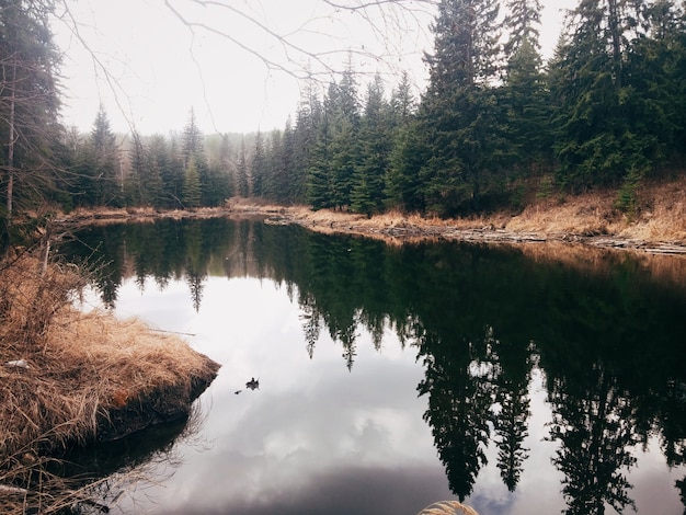 Trees of the Forest Near the Lake Reflected in Transparent Water – Free Download