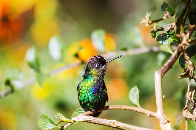 Colorful Hummingbird in Costa Rica, Central America – Free Stock Photo for Download