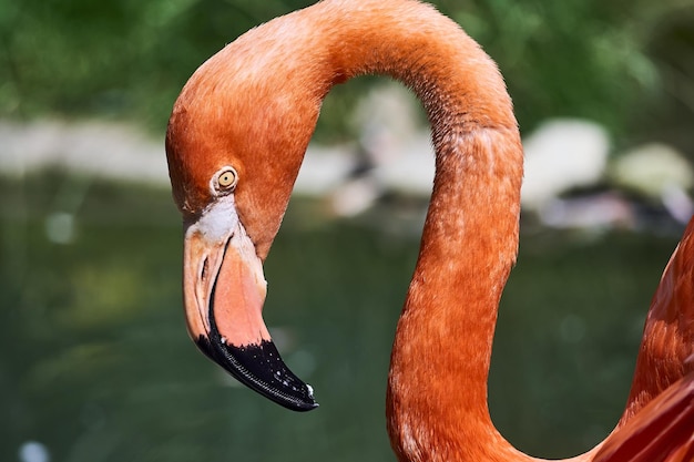 Pink Flamingo Surrounded by Lush Greenery – Free to Download