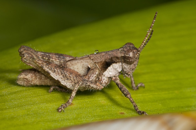 Band-Winged Grasshopper on a Fresh Green Leaf – Free Download