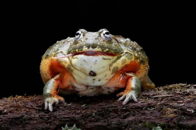 African Bullfrog Closeup on Wood – Free Stock Photo for Download