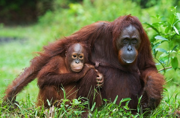 Orangutan Mother and Baby on the Ground in Kalimantan, Borneo – Free Stock Photo, Download Free