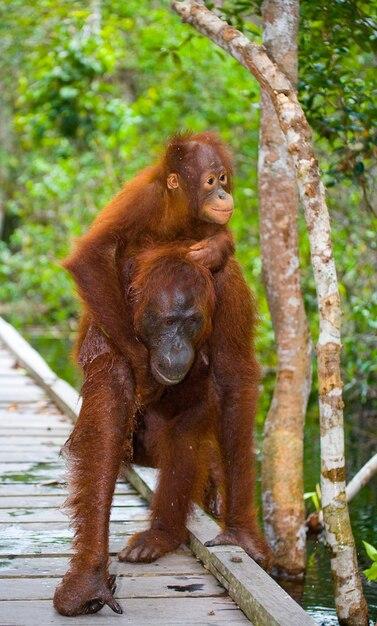 Orangutan Mother and Baby on a Wooden Bridge in Kalimantan Jungle – Free Stock Photo for Download