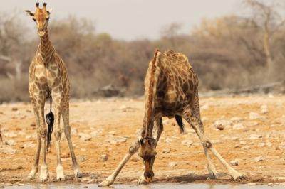 Closeup Shot of a Giraffe by the Riverbank – Free Download