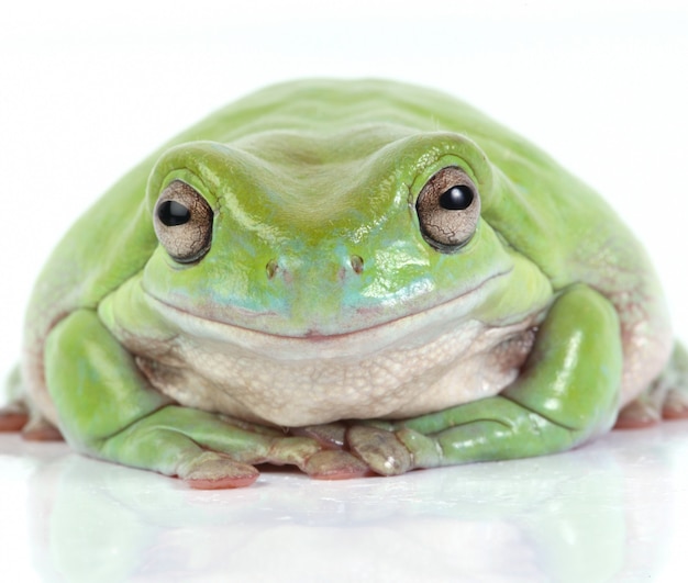 Australian Green Tree Frog – Free Stock Photo for Download