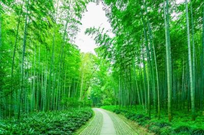 Nature and Growth in China’s Forests – Free Download