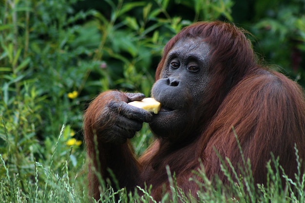 Monkey Eating Grass – Free Stock Photo, Download for Free