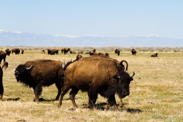 Discover the Buffalo Ranch in the Midwest – Free Stock Photo, Download for Free