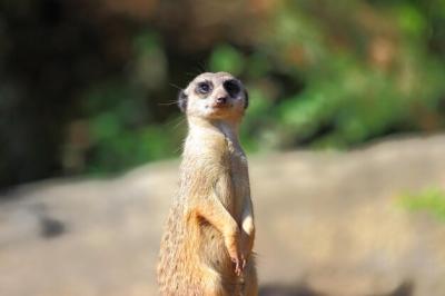 Meerkat Outdoors – Free Stock Photo, Download Free