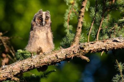 Beige and Brown Owl on a Palm Tree Branch – Free Stock Photo Download