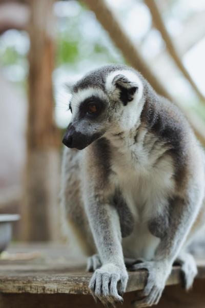 Dog Looking Away in Zoo – Free Stock Photo, Download for Free