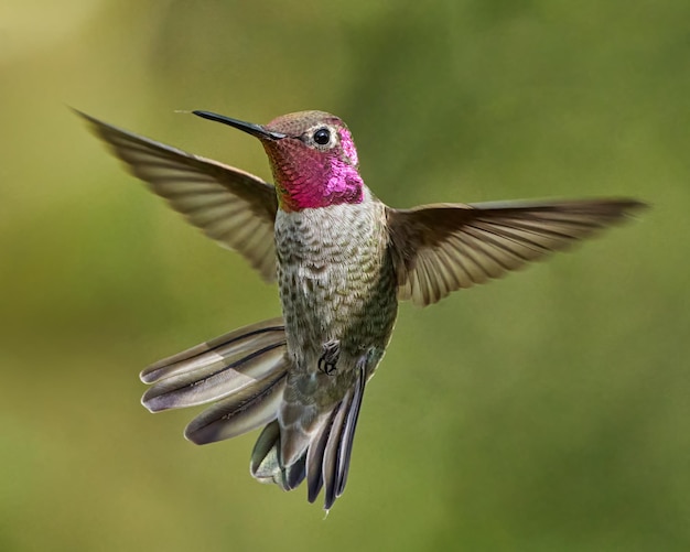 Selective Focus Shot of a Hummingbird Flying in Daylight – Free Stock Photo for Download