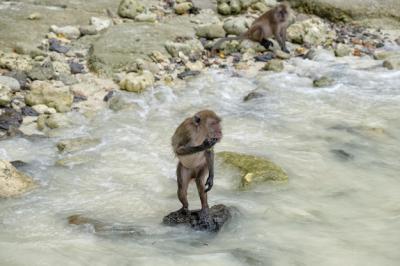 Young Monkey Standing on Stone – Free Stock Photo for Download