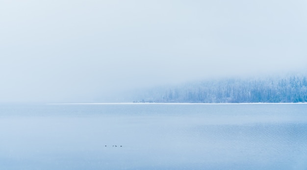 Stunning Lake View with Snowy Trees and Fog – Free Download