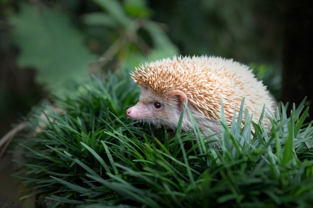 European Hedgehog in Its Natural Garden Habitat Surrounded by Green Grass – Free Download