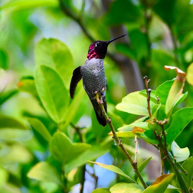 Close-up of Bird Perching on Plant – Free Download