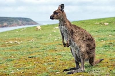 Kangaroo Gazing on the Grass – Free Stock Photo, Download Free Stock Photo