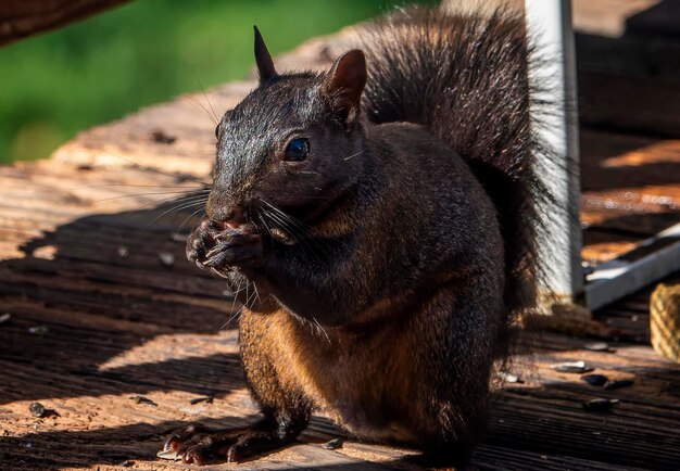 Captivating Close-up of a Squirrel – Free Stock Photo, Download for Free