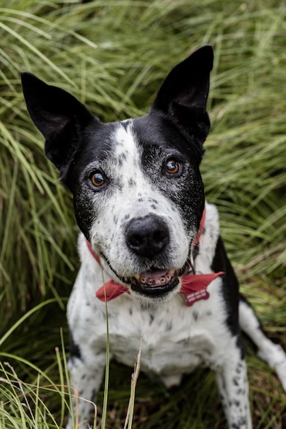 Cute Teddy Roosevelt Terrier Dog Sitting on the Grass – Free Download