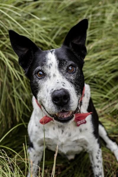 Cute Teddy Roosevelt Terrier Dog Sitting on the Grass – Free Download