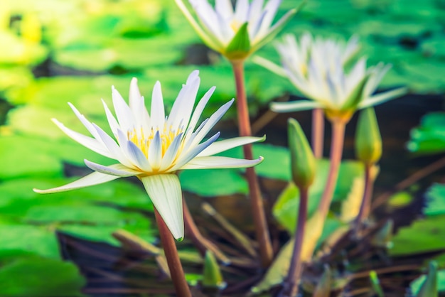 Beautiful White Lotus Flower – Free to Download