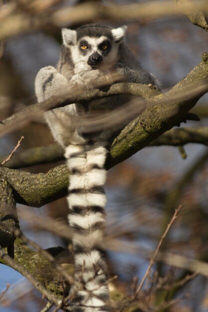 Portrait of a Cat Sitting on a Branch – Free to Download